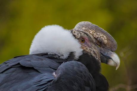 Parque Cóndor, acercando las aves al ser humano