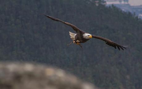 Parque Cóndor, acercando las aves al ser humano