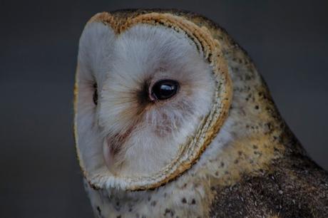 Parque Cóndor, acercando las aves al ser humano