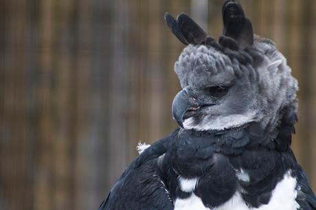 Parque Cóndor, acercando las aves al ser humano