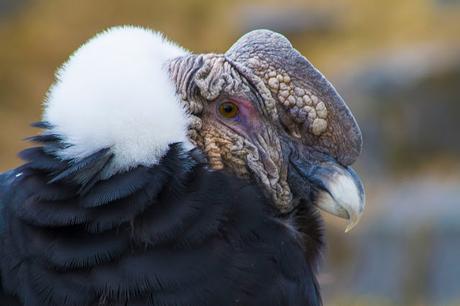 Parque Cóndor, acercando las aves al ser humano