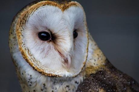 Parque Cóndor, acercando las aves al ser humano