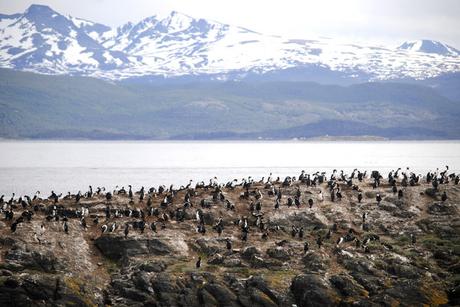 Isla de Los Pájaros en Ushuaia