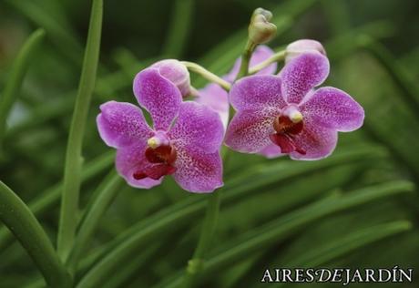 8 claves para el mantenimiento del jardín en invierno