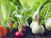 noviembre huerto urbano