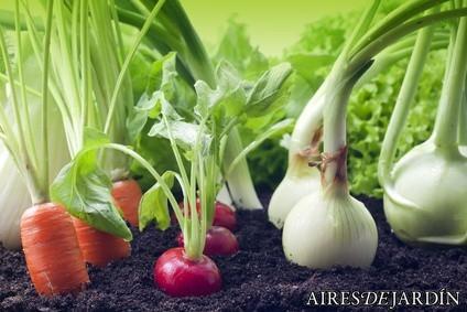 ¿Cuál es la mejor mesa de cultivo para mi huerto urbano? ¡Elije el tuyo!