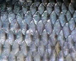 Aspectos curiosos al soñar con escamas. sueño con escamas de peces