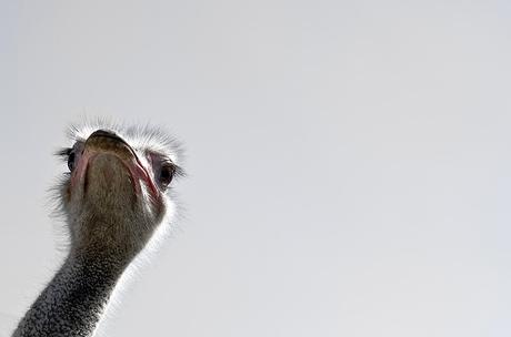 Como conocer a tu lector y captar su atención