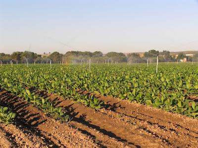 Cultivo de tabaco