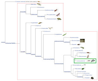 Tres cosas que no sabías del origen de los reptiles