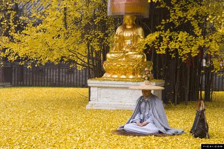 Un antiguo árbol Ginkgo chino despide un océano de hojas doradas