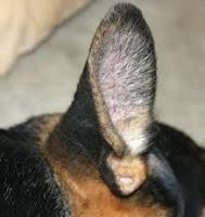 Orejas de perro