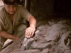 Paleontólogos determinan dinosaurios fueron asesinados alguien confianza
