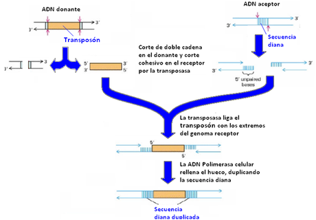 Transposición conservativa.png