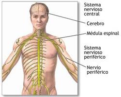Sistema nervioso 2