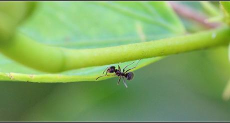 El momento de las pymes hormigas