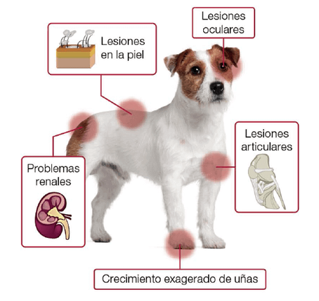 leishmaniosis en perros