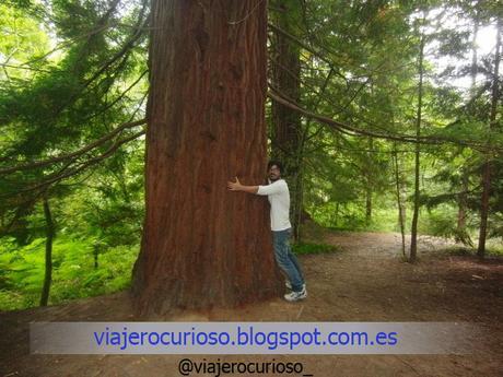 Cantabria: El bosque de Gigantes y la Luna de Endor