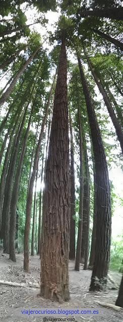 Cantabria: El bosque de Gigantes y la Luna de Endor