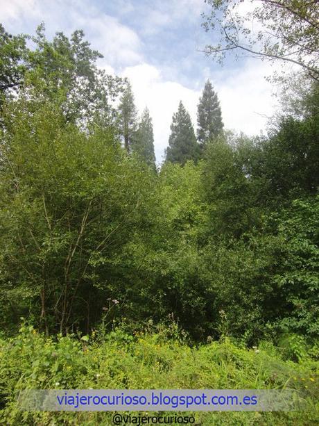 Cantabria: El bosque de Gigantes y la Luna de Endor