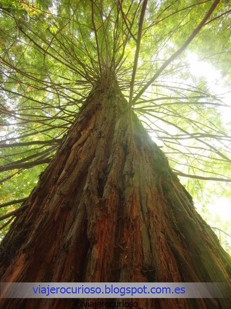 Cantabria: El bosque de Gigantes y la Luna de Endor