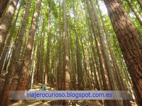 Cantabria: El bosque de Gigantes y la Luna de Endor