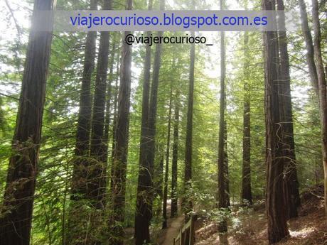 Cantabria: El bosque de Gigantes y la Luna de Endor