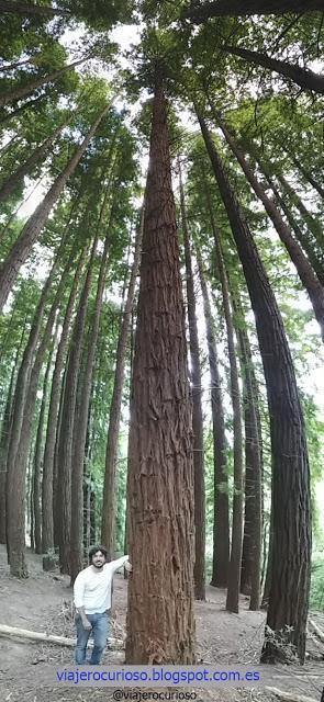 Cantabria: El bosque de Gigantes y la Luna de Endor