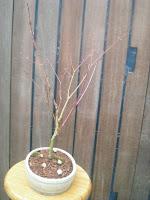 Acer Palmatum Phoenix , el tercero desde plantón  .