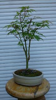 Acer Palmatum Phoenix , el tercero desde plantón  .