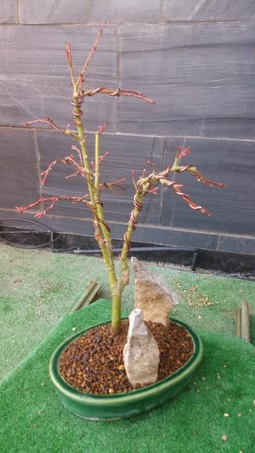 Acer Palmatum Phoenix , el tercero desde plantón  .