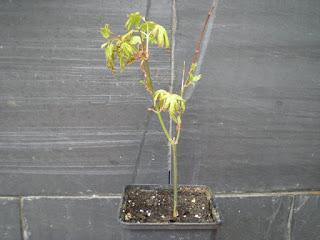 Acer Palmatum Phoenix , el tercero desde plantón  .