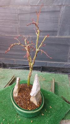 Acer Palmatum Phoenix , el tercero desde plantón  .