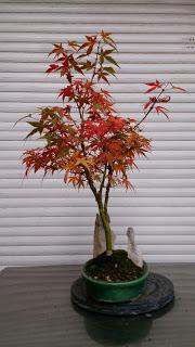 Acer Palmatum Phoenix , el tercero desde plantón  .