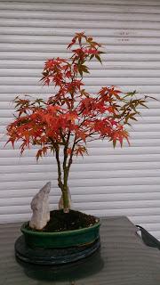 Acer Palmatum Phoenix , el tercero desde plantón  .