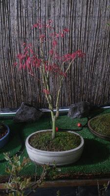 Acer Palmatum Phoenix , el tercero desde plantón  .