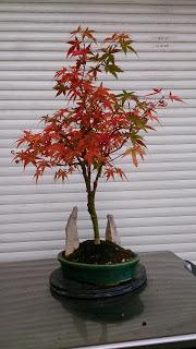 Acer Palmatum Phoenix , el tercero desde plantón  .