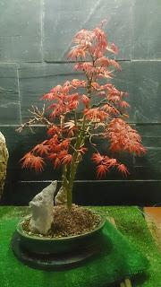 Acer Palmatum Phoenix , el tercero desde plantón  .