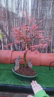 Acer Palmatum Phoenix , el tercero desde plantón  .