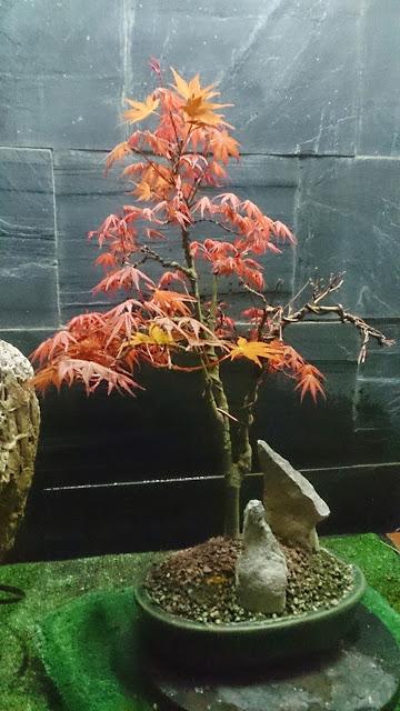 Acer Palmatum Phoenix , el tercero desde plantón  .