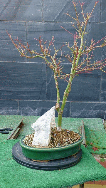 Acer Palmatum Phoenix , el tercero desde plantón  .