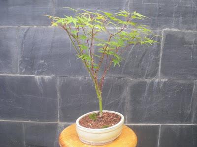 Acer Palmatum Phoenix , el tercero desde plantón  .