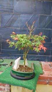 Acer Palmatum Phoenix , el tercero desde plantón  .