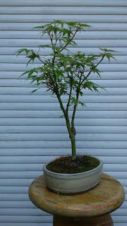 Acer Palmatum Phoenix , el tercero desde plantón  .