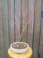 Acer Palmatum Phoenix , el tercero desde plantón  .