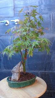 Acer Palmatum Phoenix , el tercero desde plantón  .