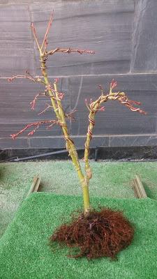 Acer Palmatum Phoenix , el tercero desde plantón  .