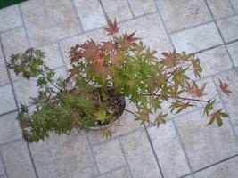 Acer Palmatum Phoenix , el tercero desde plantón  .