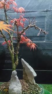 Acer Palmatum Phoenix , el tercero desde plantón  .