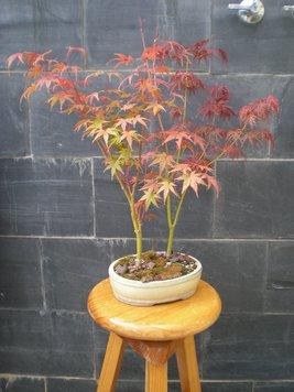 Acer Palmatum Phoenix , el tercero desde plantón  .